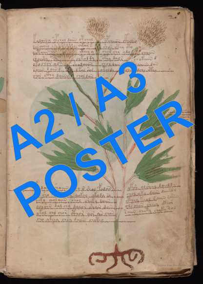 Voynich Page f2r Translation - Poster